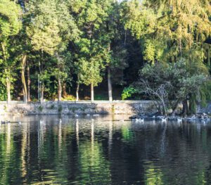 a body of water surrounded by trees